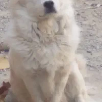 پاکوتاه