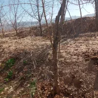 نهال عناب انجیر انار