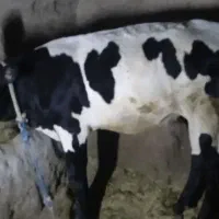 گاوشیری که چهارماهه حامله است