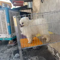 سگ پامرانین خرسی|سگ|ری, تقی آباد|دیوار