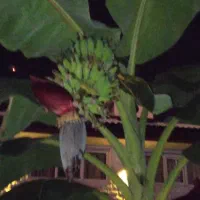 کمک به پاکسازی ، دعا و استخاره