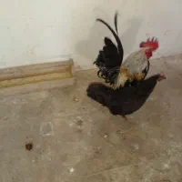 مرغ و خروس|حیوانات مزرعه|قم, کاسه گران|دیوار