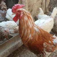 دو قطعهٔ خروس گلین داشتی وکشتی دونه ای ۳۵۰ تومان