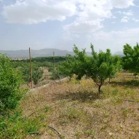 باغ ۵۰۰ متری بادام فنس کشی شده کامل نزدیک آسفالت