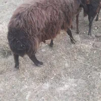 ۲عدد قوچ یکی بره قوچ