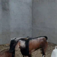 فروش پازن|حیوانات مزرعه|لامرد, |دیوار