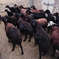 میش غره قزل غزل افشار