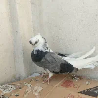 کفتر نوک قنار