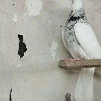 طوقی الماسی نر