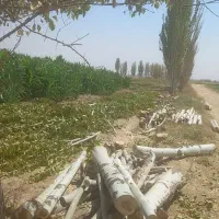 چوب|خدمات باغبانی و درختکاری|اراک, |دیوار