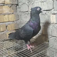 کبوتر|پرنده|سوسنگرد, |دیوار
