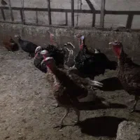 بوقلمون نر و ماده|حیوانات مزرعه|چاراویماق, |دیوار