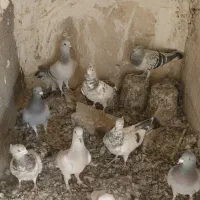 ۴۵ عدد هوایی|پرنده|مشهد, عیدگاه|دیوار