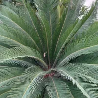 گلدان سیکاس