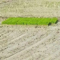 تم صدری