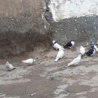 22 عدد کبوتر