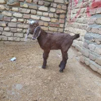 بزغاله نرو ماده|حیوانات مزرعه|کنگاور, |دیوار