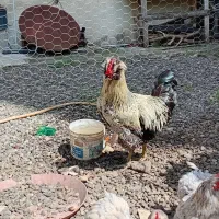 خروس