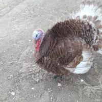 فروش بوقلمون نر