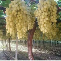 پایه بتنی فنس کشی دور باغ داربست بست انگور|عمده‌فروشی|شال, |دیوار