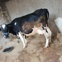 گاو سیمینتال شیری