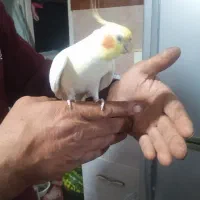 طوطی عروس سخنگو