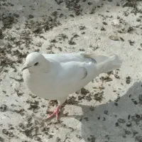 تعدادی کفتر از 150تا جفتی 800