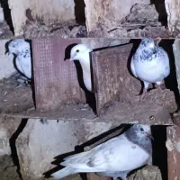 فروش کبوتر