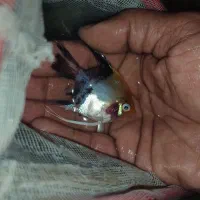 ماهی اکواریوم گوپی کالر آنجل زبرا پمپ هوا|ماهی|گلبهار, شهر جدید گلبهار|دیوار