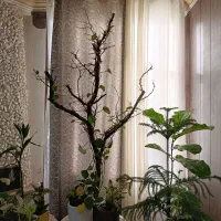 پرده|پرده، رانر، رومیزی|مشهد, شهرآرا|دیوار