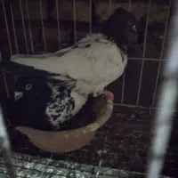 یک جفت کبوتر رنگی،،