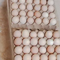 تخم‌مرغ‌بومی