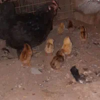 مرغ با جوجه|حیوانات مزرعه|باوی, |دیوار