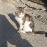 واگذاری رایگان|گربه|ارومیه, |دیوار