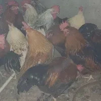 خروس محلی تر تمیز پر کامل