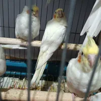 طوطی عروس هلندی جوجه|پرنده|قزوین, |دیوار