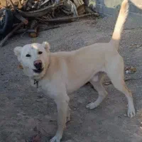 افغان آدمی10ماهه