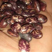 سلام رب انار ملس وترس موجود هست|خوردنی و آشامیدنی|شریفآباد, |دیوار