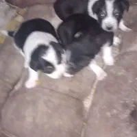 سگ کوچک|سگ|آبادان, |دیوار