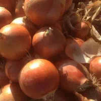 فروش پیاز عمده از کشاورز تناژ بالا|خوردنی و آشامیدنی|چناران, |دیوار