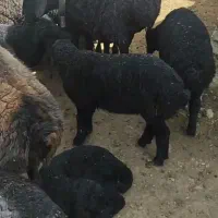 میش و بره