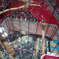 فنچ|پرنده|زابل, |دیوار