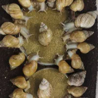 حلزون پرورشی|خزنده|اصفهان, بهارستان (مخابرات)|دیوار