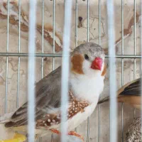 فنچ پنگوئنی نر کمیاب