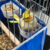 عروس هلندی خوشگل مرواریدی نیمه دستی