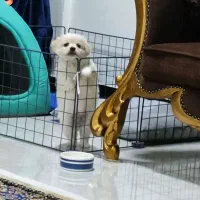 واگذاری سگ نژاد شیتزو