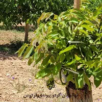 هرس وخرید و پیوند انواع درخت