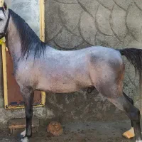 نریان سیلمی
