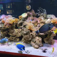 آکواریوم آب شور شیرین ابشور دیسکس گوپی آنجل