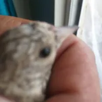 سهره|پرنده|مبارکه, |دیوار
